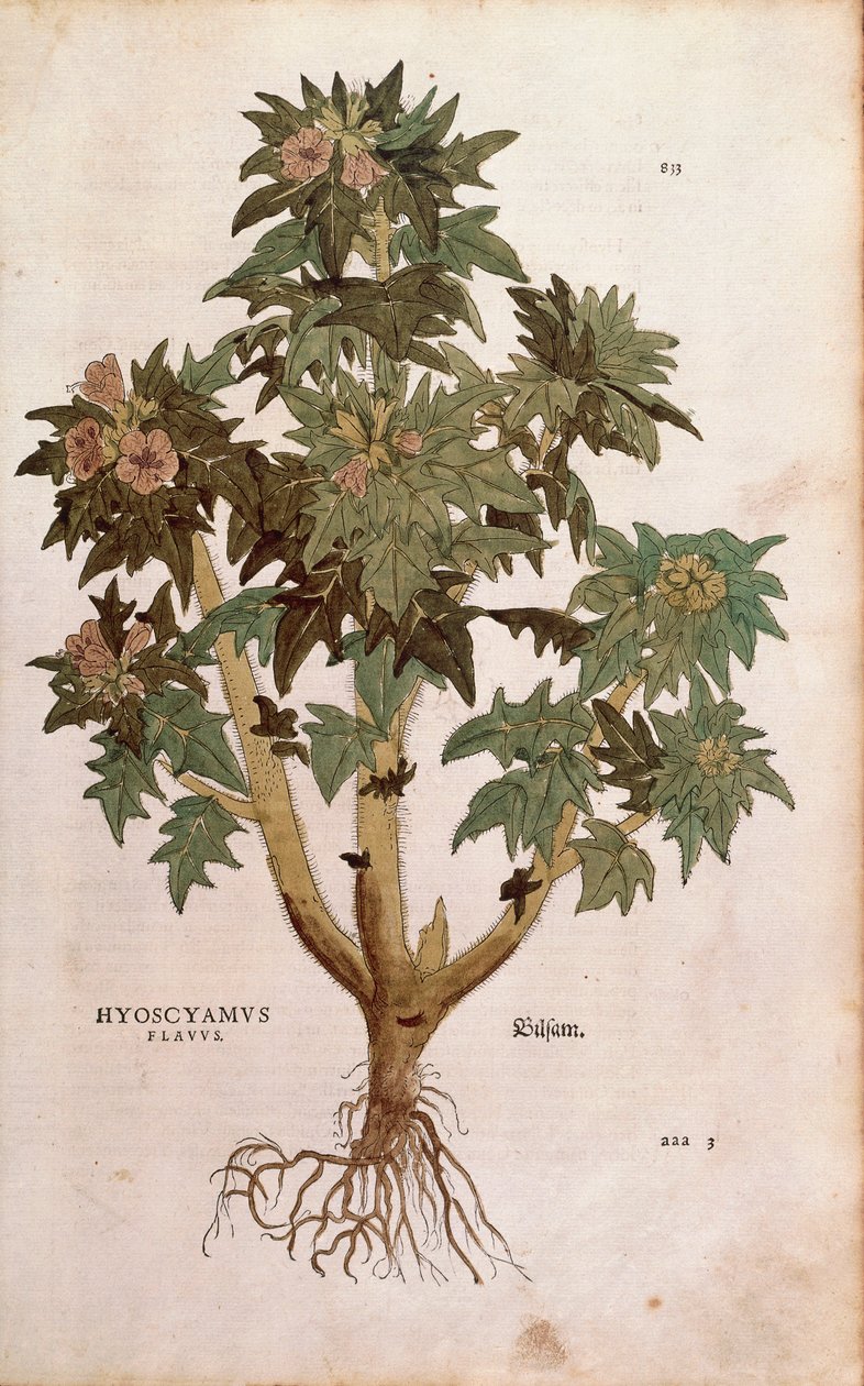 Henbane - Hyoscyamus niger (Hyoscyamus flavus ) de Leonhart Fuchs de De historia stirpium commentarii insignes (Notable Commentaries on the History of Plants) gravura colorida de Leonhard Fuchs