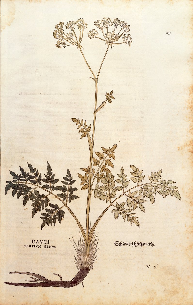 Funcho de porco - Peucedanum cervaria (género Dauci tertium) de Leonhart Fuchs de De historia stirpium commentarii insignes (Notable Commentaries on the History of Plants) gravura colorida de Leonhard Fuchs