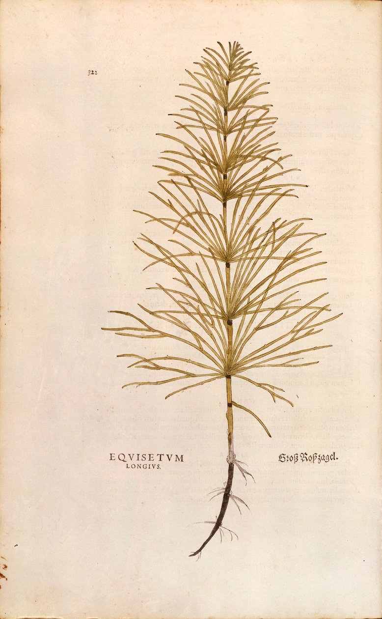 Cavalinha - Equisetum arvense (Equisetum longius) de Leonhart Fuchs de De historia stirpium commentarii insignes (Notable Commentaries on the History of Plants), gravura colorida de Leonhard Fuchs