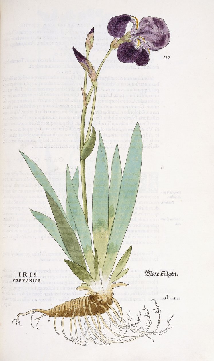 Iris Germanica, 1542 de Leonhard Fuchs
