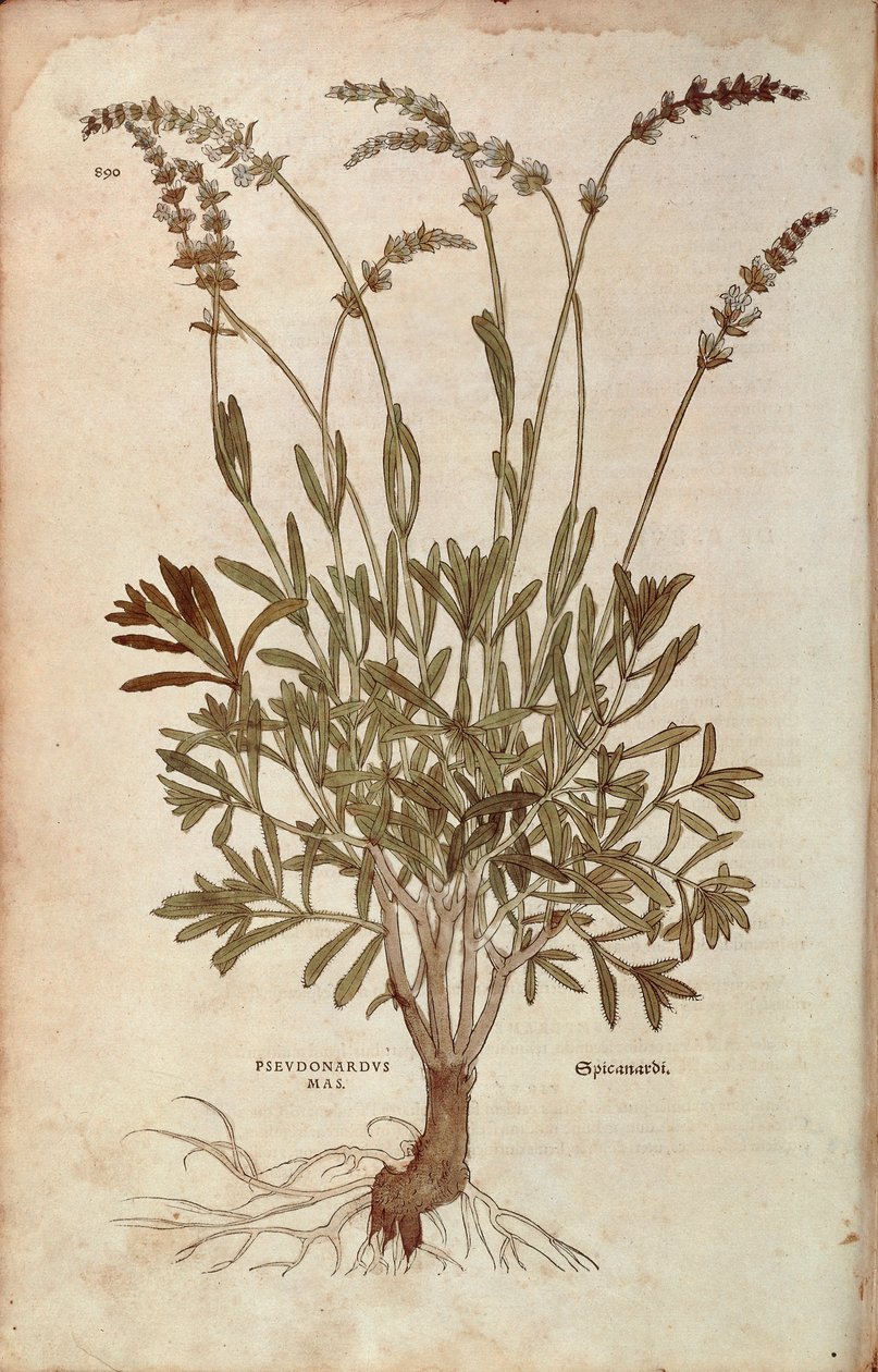 Lavanda - Lavandula spica (Pseudonardus mas) de Leonhart Fuchs de De historia stirpium commentarii insignes (Notable Commentaries on the History of Plants), gravura colorida de Leonhard Fuchs