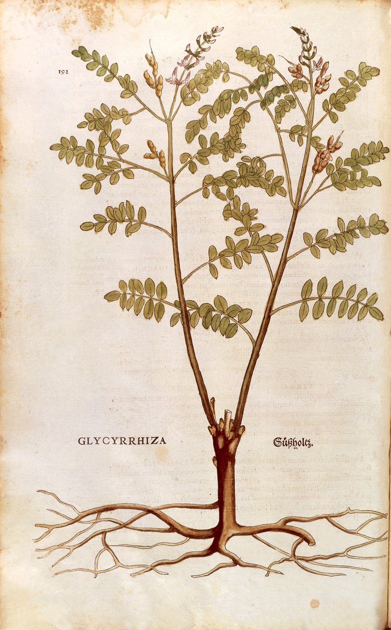 Alcaçuz ou alcaçuz (Glycyrrhiza glabra) de Leonhart Fuchs de De historia stirpium commentarii insignes (Notable Commentaries on the History of Plants) gravura colorida de Leonhard Fuchs