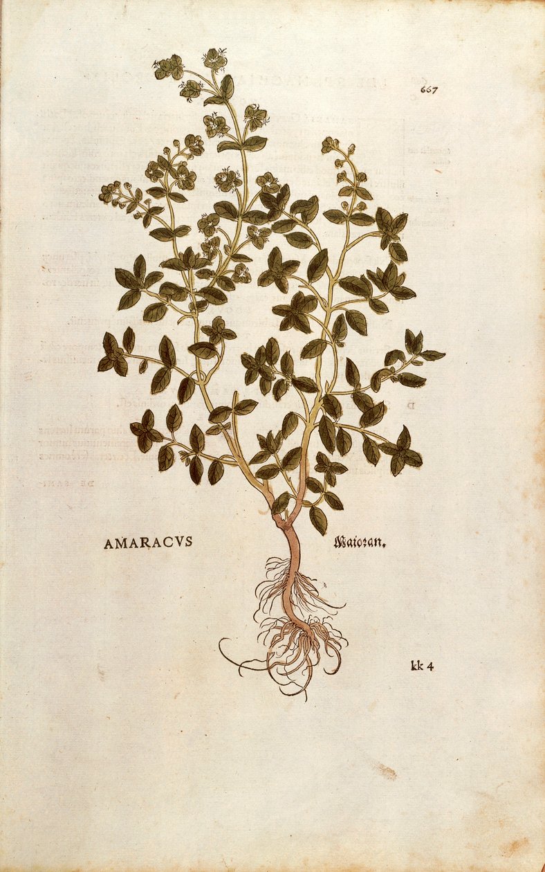 Marjoram - Origanum majorana (Amaracus) de Leonhart Fuchs da De historia stirpium commentarii insignes (Notable Commentaries on the History of Plants) gravura colorida de Leonhard Fuchs
