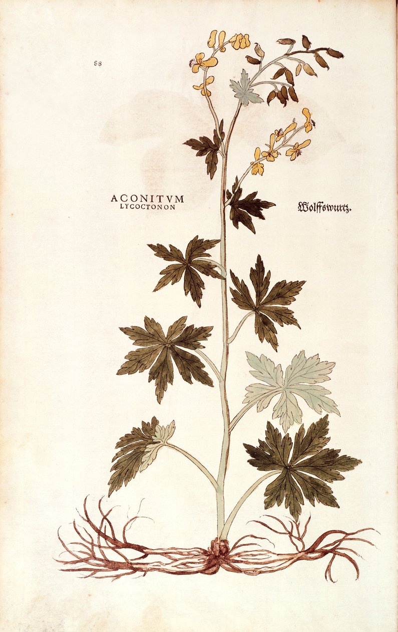 Northern Wolfsbane (Aconitum lycoctonum) de Leonhart Fuchs de De historia stirpium commentarii insignes (Notable Commentaries on the History of Plants), gravura colorida de Leonhard Fuchs