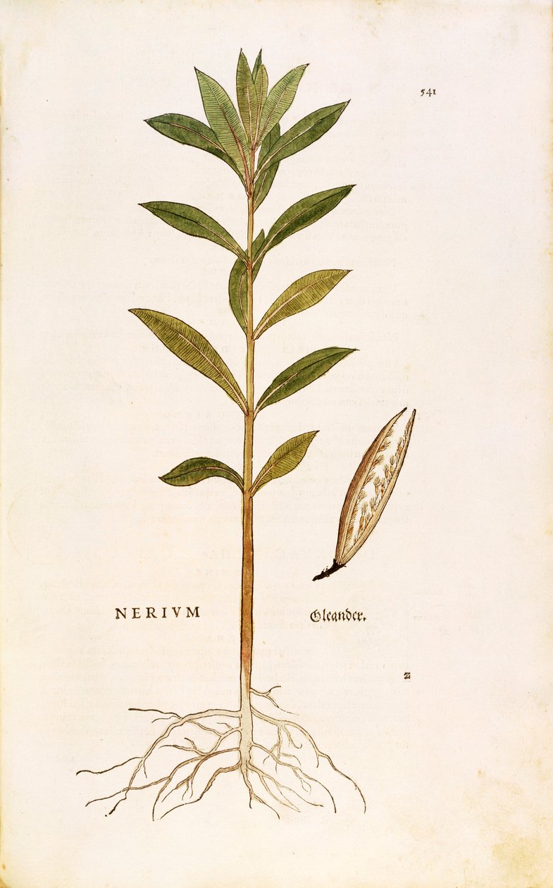 Oleandro (Nerium oleander) de Leonhart Fuchs de De historia stirpium commentarii insignes (Notable Commentaries on the History of Plants), gravura colorida de Leonhard Fuchs