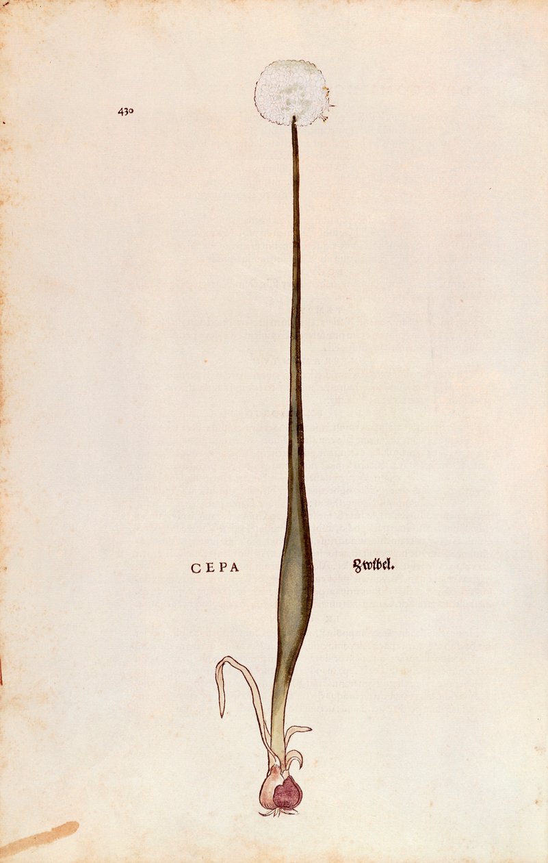 Onion (Allium cepa) de Leonhart Fuchs de De historia stirpium commentarii insignes (Notable Commentaries on the History of Plants), gravura colorida de Leonhard Fuchs
