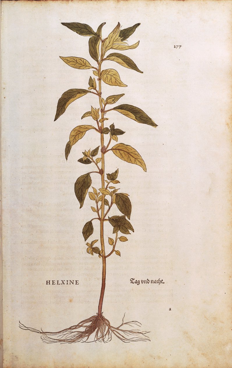 Pellitory-of-the-wall ou lichwort - Parietaria officinalis (Helxine) de Leonhart Fuchs de De historia stirpium commentarii insignes (Notable Commentaries on the History of Plants) gravura colorida de Leonhard Fuchs