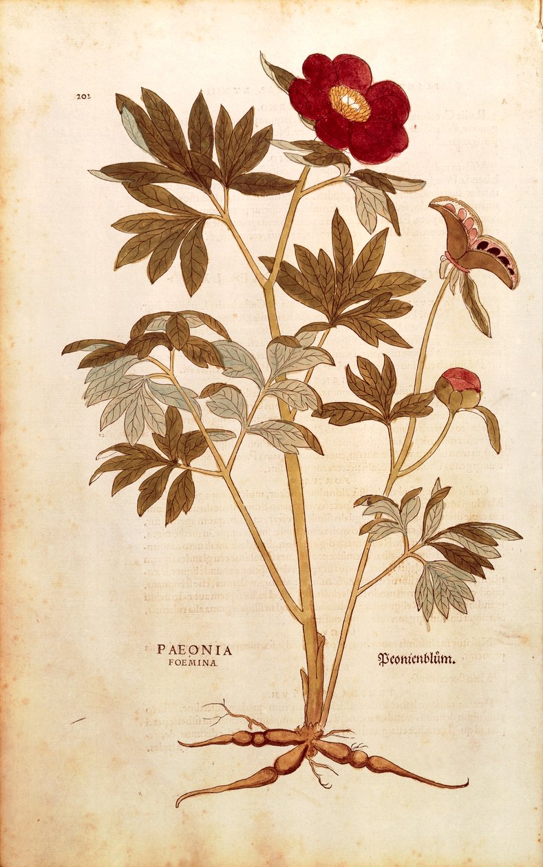 Peony - Paeonia officinalis (Paeonia foemina) de Leonhart Fuchs de De historia stirpium commentarii insignes (Notable Commentaries on the History of Plants), gravura colorida de Leonhard Fuchs