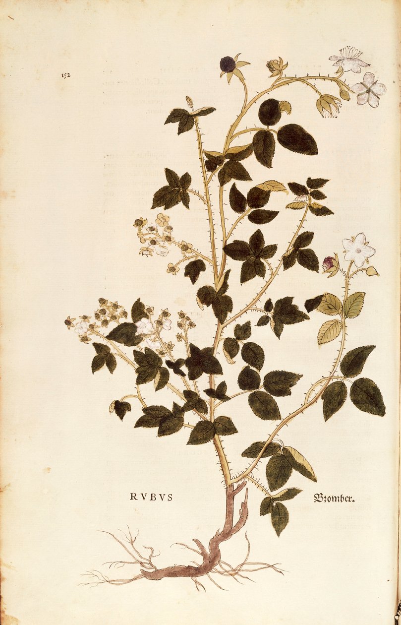 Prato: Dewberry (Rubus) de Leonhart Fuchs de De historia stirpium commentarii insignes (Notable Commentaries on the History of Plants), gravura colorida de Leonhard Fuchs