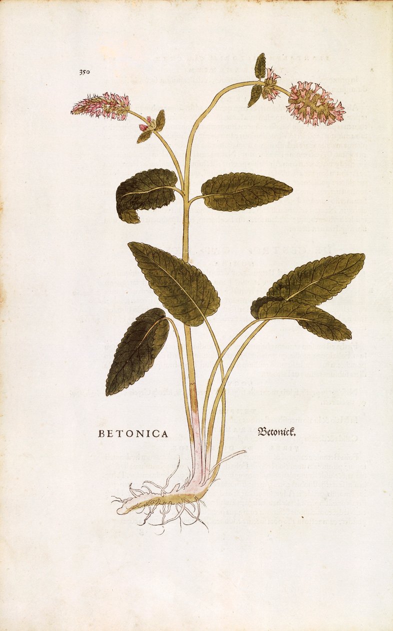Betony púrpura ou mosto de bispo - Stachys officinalis (Betonica) de Leonhart Fuchs de De historia stirpium commentarii insignes (Notable Commentaries on the History of Plants) gravura colorida de Leonhard Fuchs