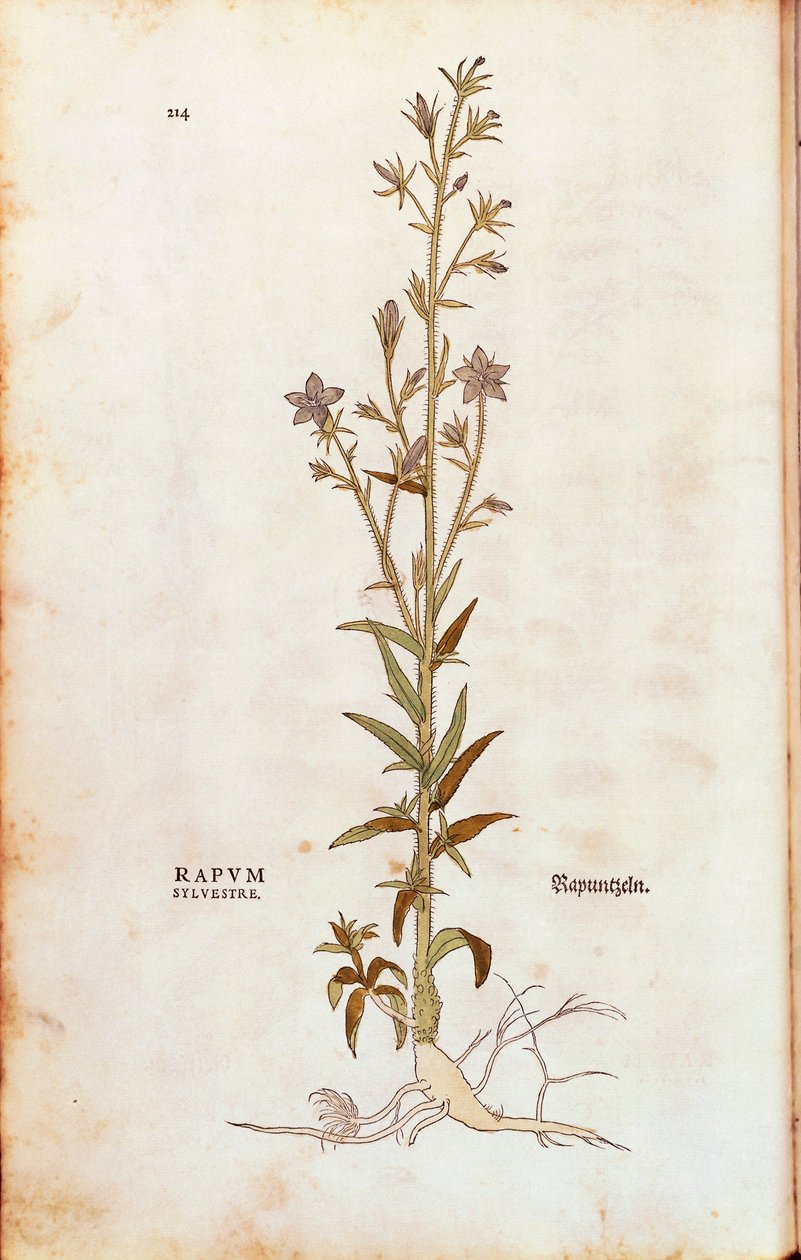 Rampion bellflower - Campanula rapunculus (Rapum sylvestre) de Leonhart Fuchs de De historia stirpium commentarii insignes (Notable Commentaries on the History of Plants) gravura colorida de Leonhard Fuchs