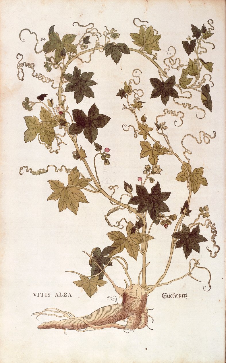 Bryonia dioica (Vitis alba) de Leonhart Fuchs de De historia stirpium commentarii insignes (Notable Commentaries on the History of Plants), gravura colorida de Leonhard Fuchs