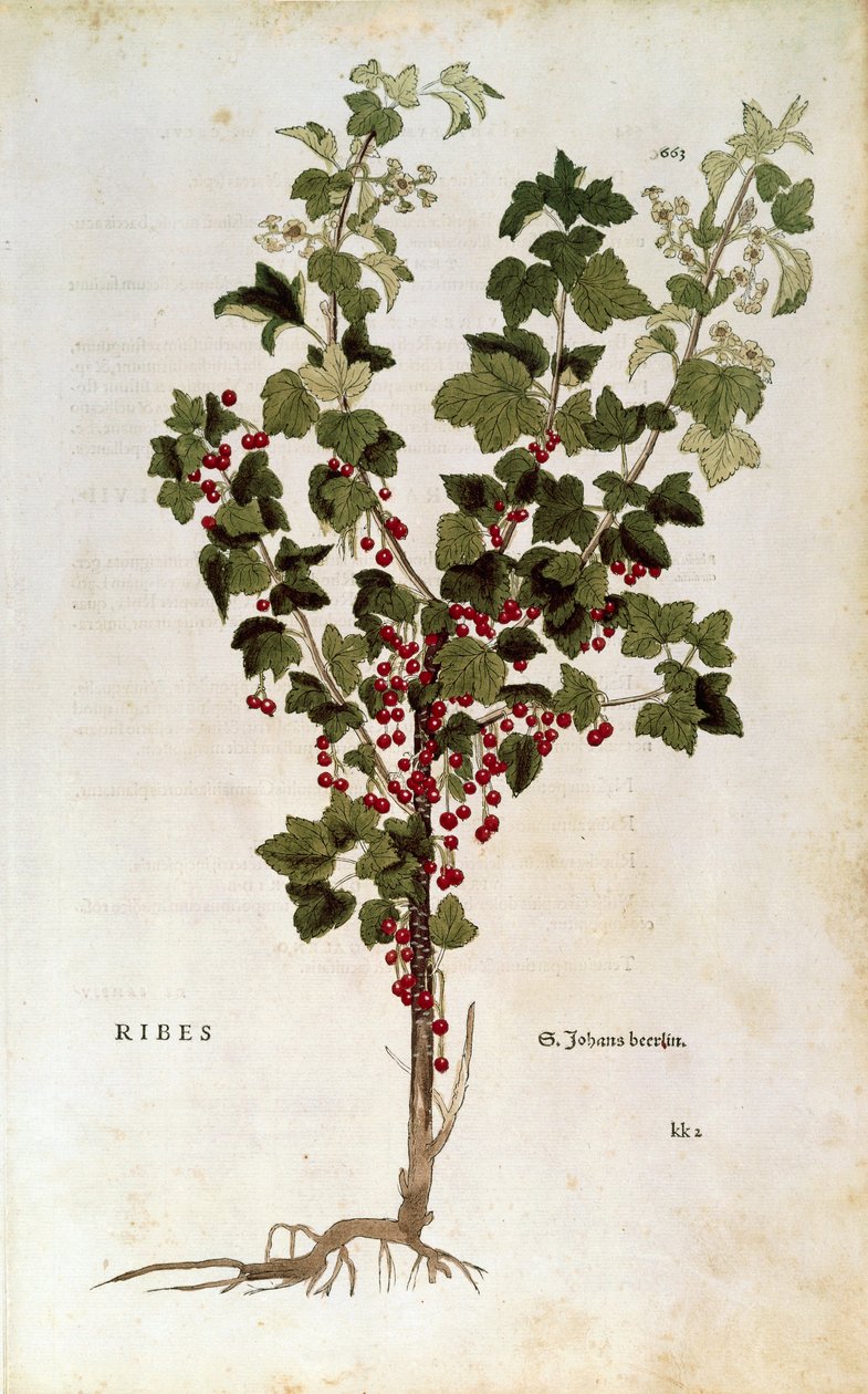 Groselha vermelha (Ribes rubrum) por Leonhart Fuchs de De historia stirpium commentarii insignes de Leonhard Fuchs