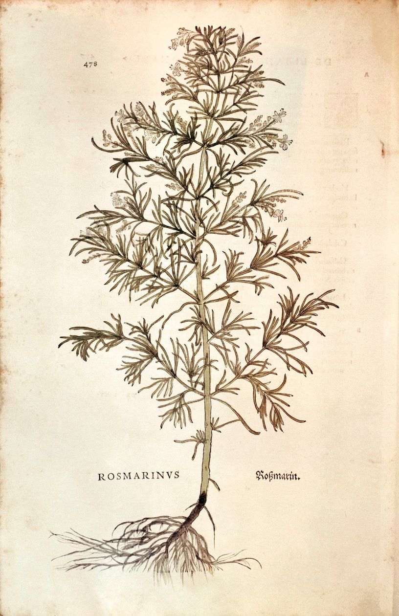 Rosemary, Rosmarinus Officinalis (Rosmarinus). gravura colorida de Leonhard Fuchs