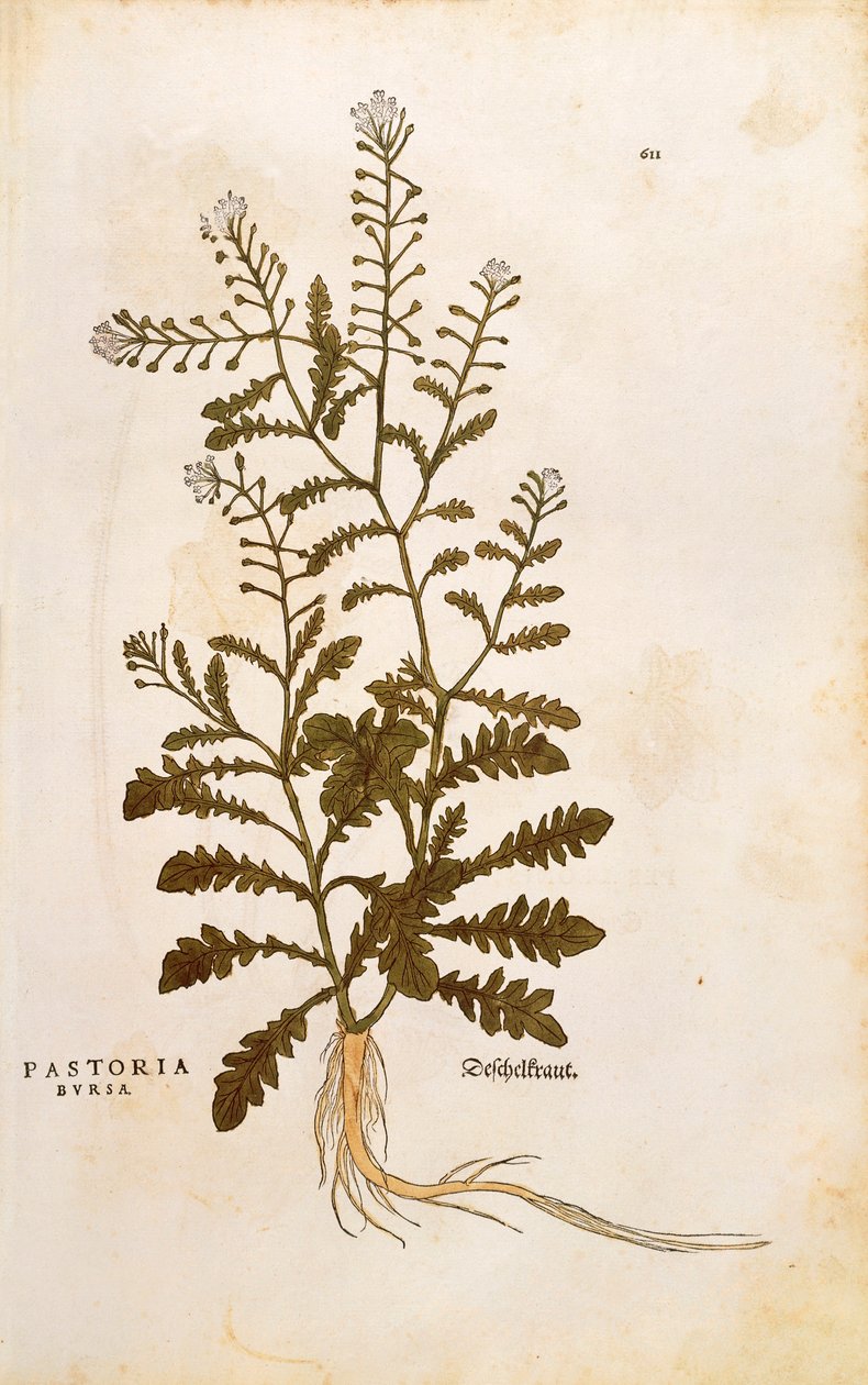 Capsella bursa-pastoris (Pastoria bursa) de Leonhart Fuchs de De historia stirpium commentarii insignes (Notable Commentaries on the History of Plants) gravura colorida de Leonhard Fuchs