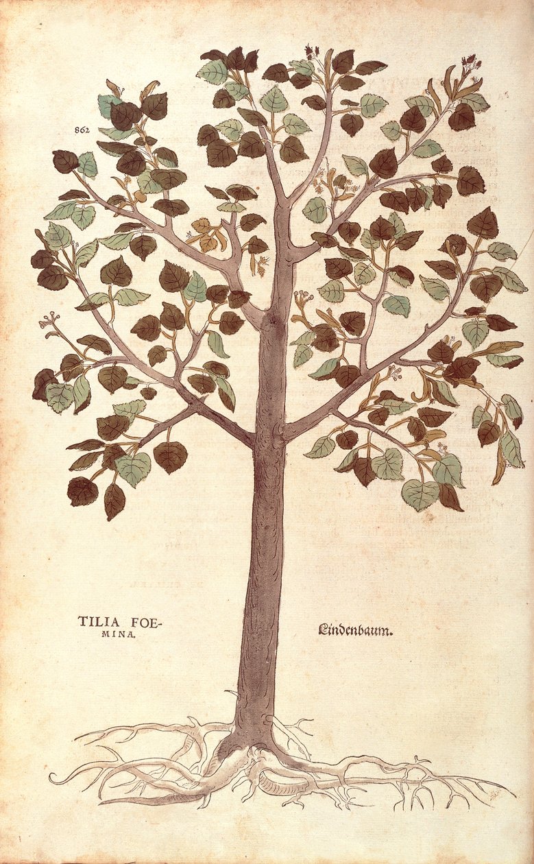 Tilia cordata (Tilia foemina) de Leonhart Fuchs de De historia stirpium commentarii insignes (Notable Commentaries on the History of Plants) gravura colorida de Leonhard Fuchs