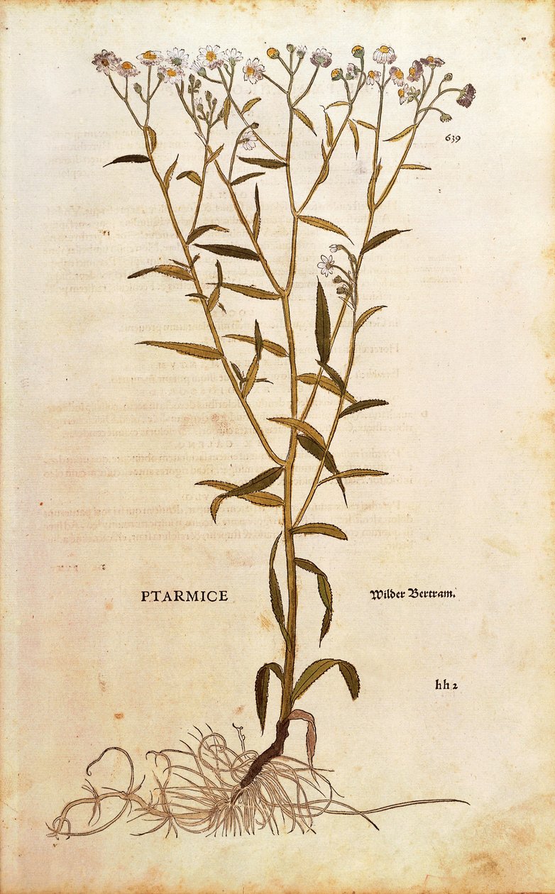 Sneezewort - Achillea ptarmica (Ptarmice) de Leonhart Fuchs de De historia stirpium commentarii insignes (Notable Commentaries on the History of Plants) gravura colorida de Leonhard Fuchs