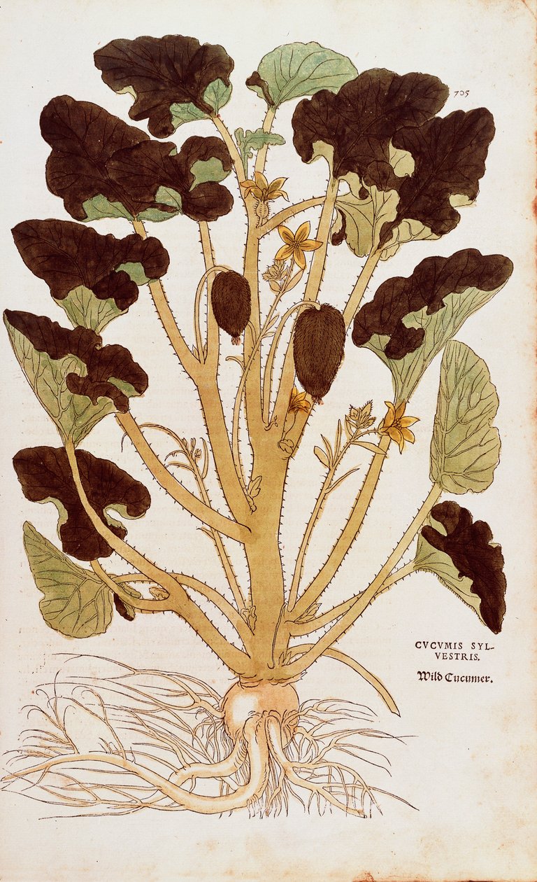 Ecballium elaterium (Cucumis sylvestris) de Leonhart Fuchs da De historia stirpium commentarii insignes (Notable Commentaries on the History of Plants) gravura colorida de Leonhard Fuchs