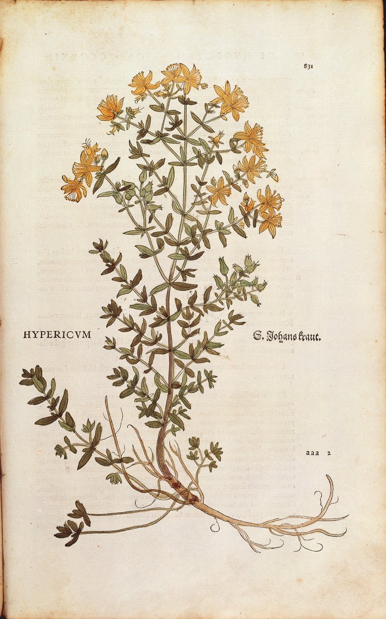 Hipericum perforatum de Leonhart Fuchs de De historia stirpium commentarii insignes (Notable Commentaries on the History of Plants) gravura colorida de Leonhard Fuchs
