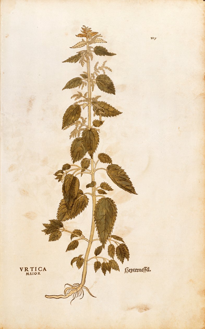 Urtica dioica (Urtica maior) de Leonhart Fuchs de De historia stirpium commentarii insignes (Notable Commentaries on the History of Plants), gravura colorida de Leonhard Fuchs