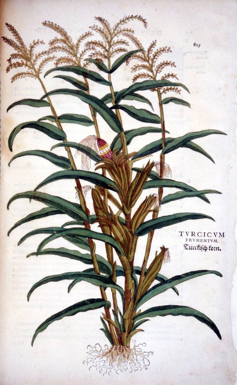 O milho - em "De Historia Stirpium commentarii insígnia" de Leonhart Fuchs de Leonhard Fuchs