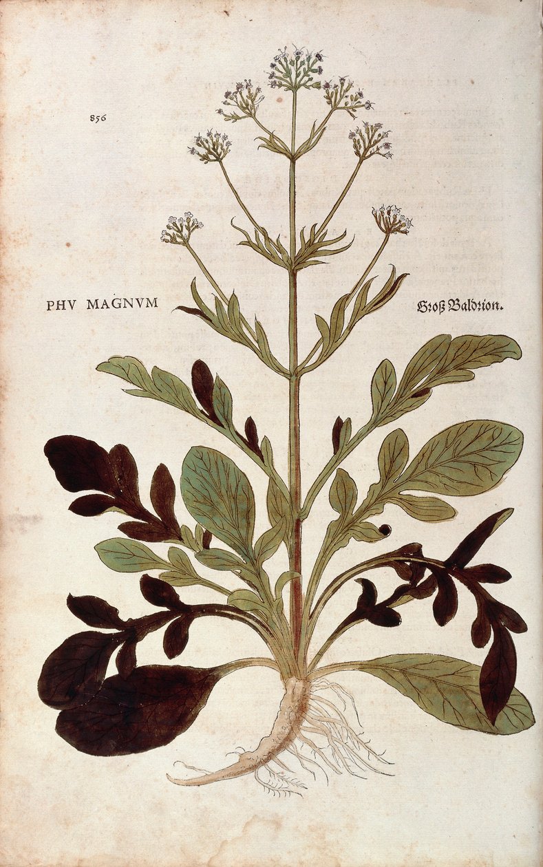 Valerian - Valeriana officinalis (Phu magnum) de Leonhart Fuchs de De historia stirpium commentarii insignes (Notable Commentaries on the History of Plants) gravura colorida de Leonhard Fuchs