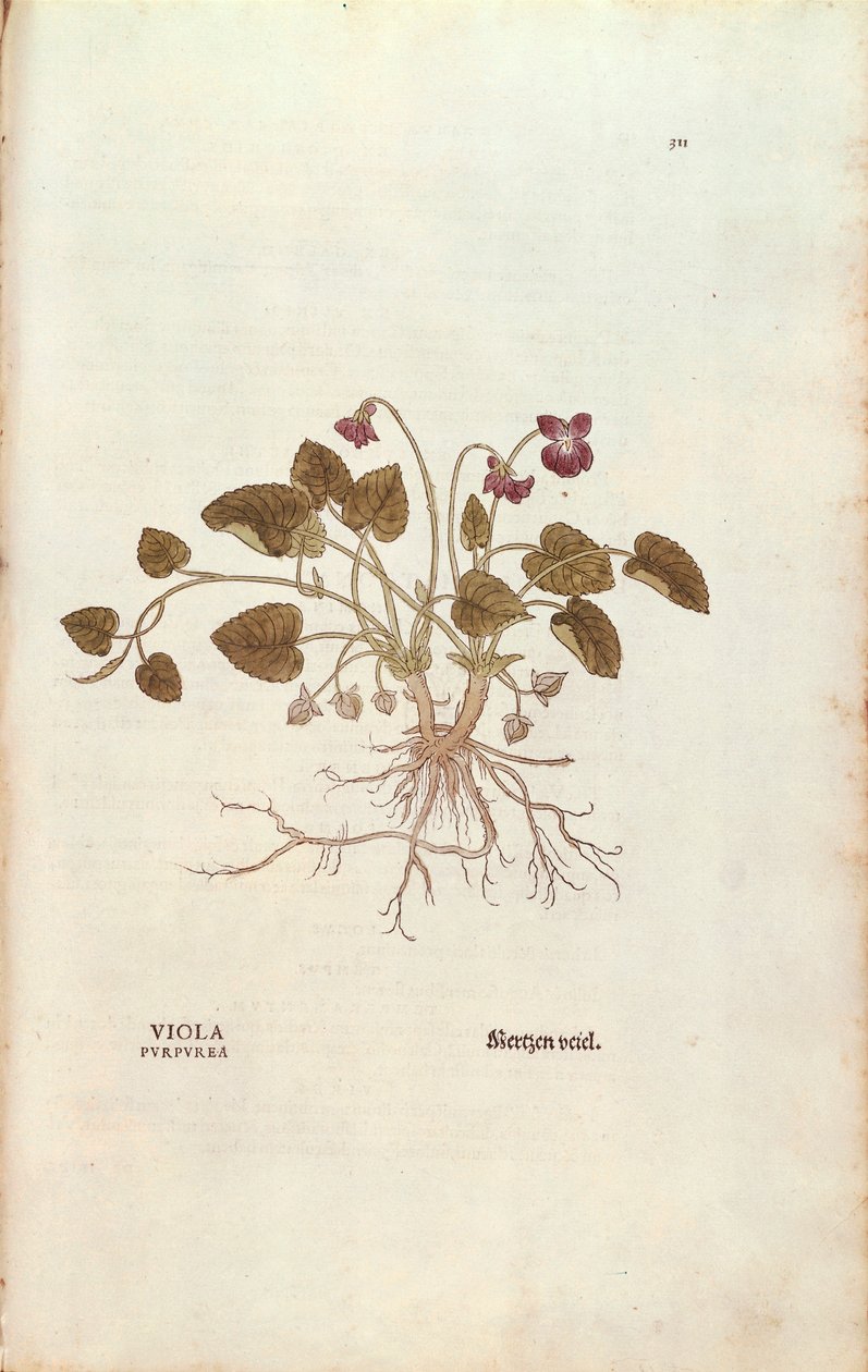 Violet (Viola odorata) de Leonhart Fuchs de De historia stirpium commentarii insignes (Notable Commentaries on the History of Plants), gravura colorida de Leonhard Fuchs