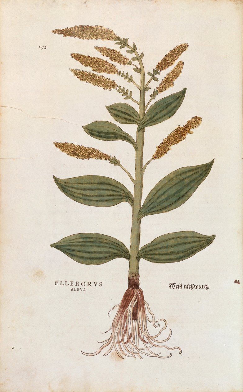 White Hellebore - Álbum Veratrum (Elleborus albus) de Leonhart Fuchs de De historia stirpium commentarii insignes (Notable Commentaries on the History of Plants), gravura colorida de Leonhard Fuchs