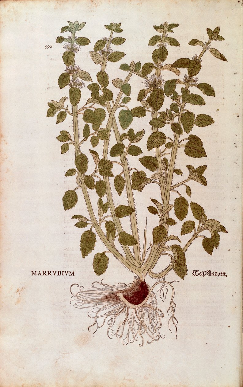 White Horehound (Marrubium vulgare) de Leonhart Fuchs de De historia stirpium commentarii insignes (Notable Commentaries on the History of Plants) gravura colorida de Leonhard Fuchs