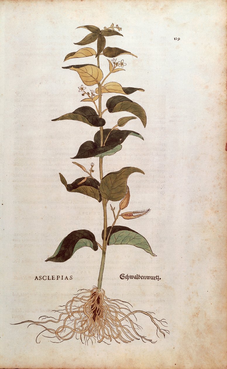 White Swallowwort - Cynanchum vincetoxicum (Asclepias) de Leonhart Fuchs de De historia stirpium commentarii insignes (Notable Commentaries on the History of Plants) gravura colorida de Leonhard Fuchs