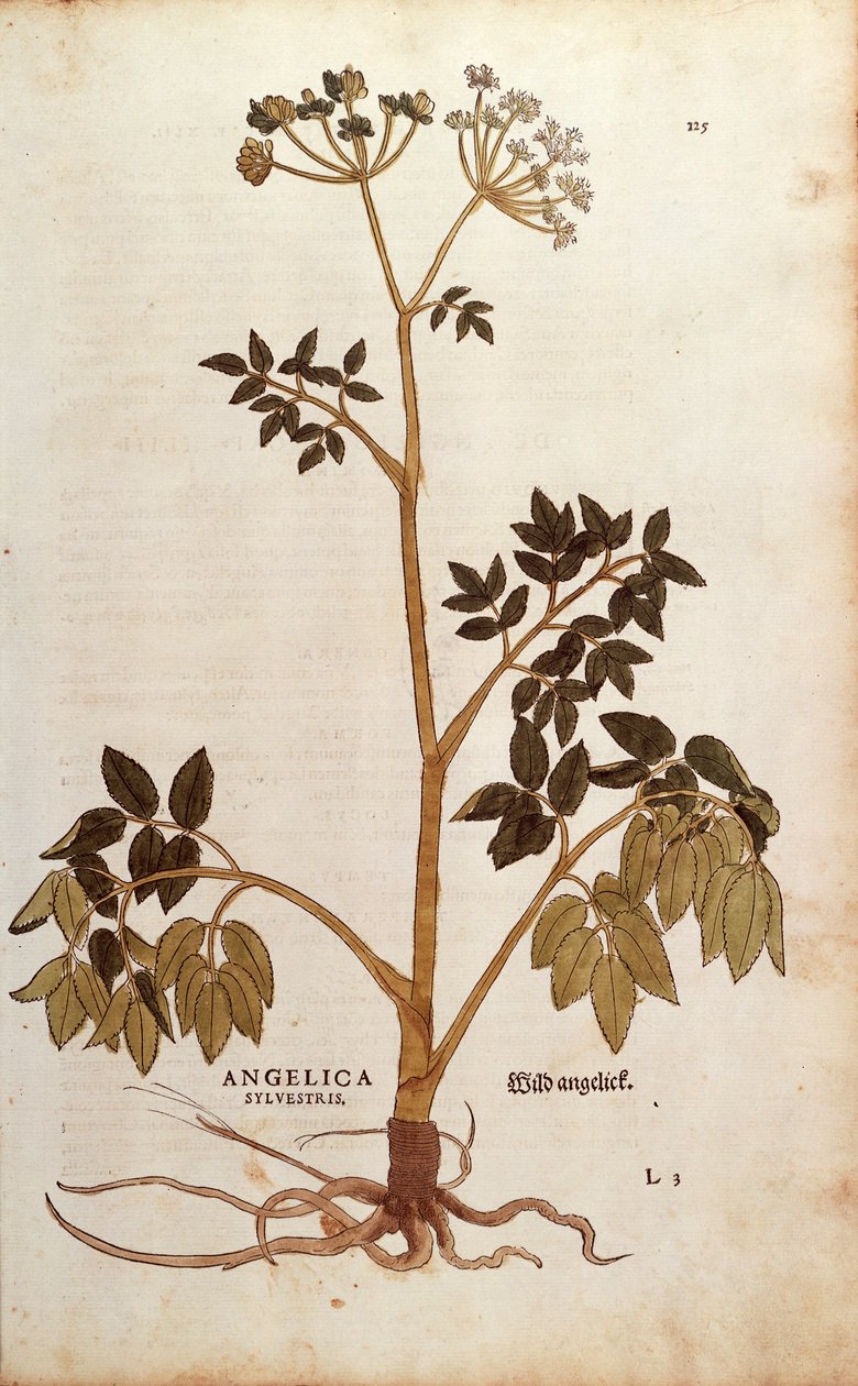 Angélica selvagem (Angelica sylvestris) de Leonhart Fuchs de De historia stirpium commentarii insignes (Notable Commentaries on the History of Plants) gravura colorida de Leonhard Fuchs
