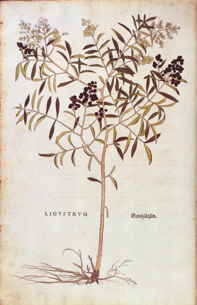 Wild Privet (Ligustrum vulgare) por Leonhart Fuchs de De historia stirpium commentarii insignes (Notable Commentaries on the History of Plants) gravura colorida de Leonhard Fuchs