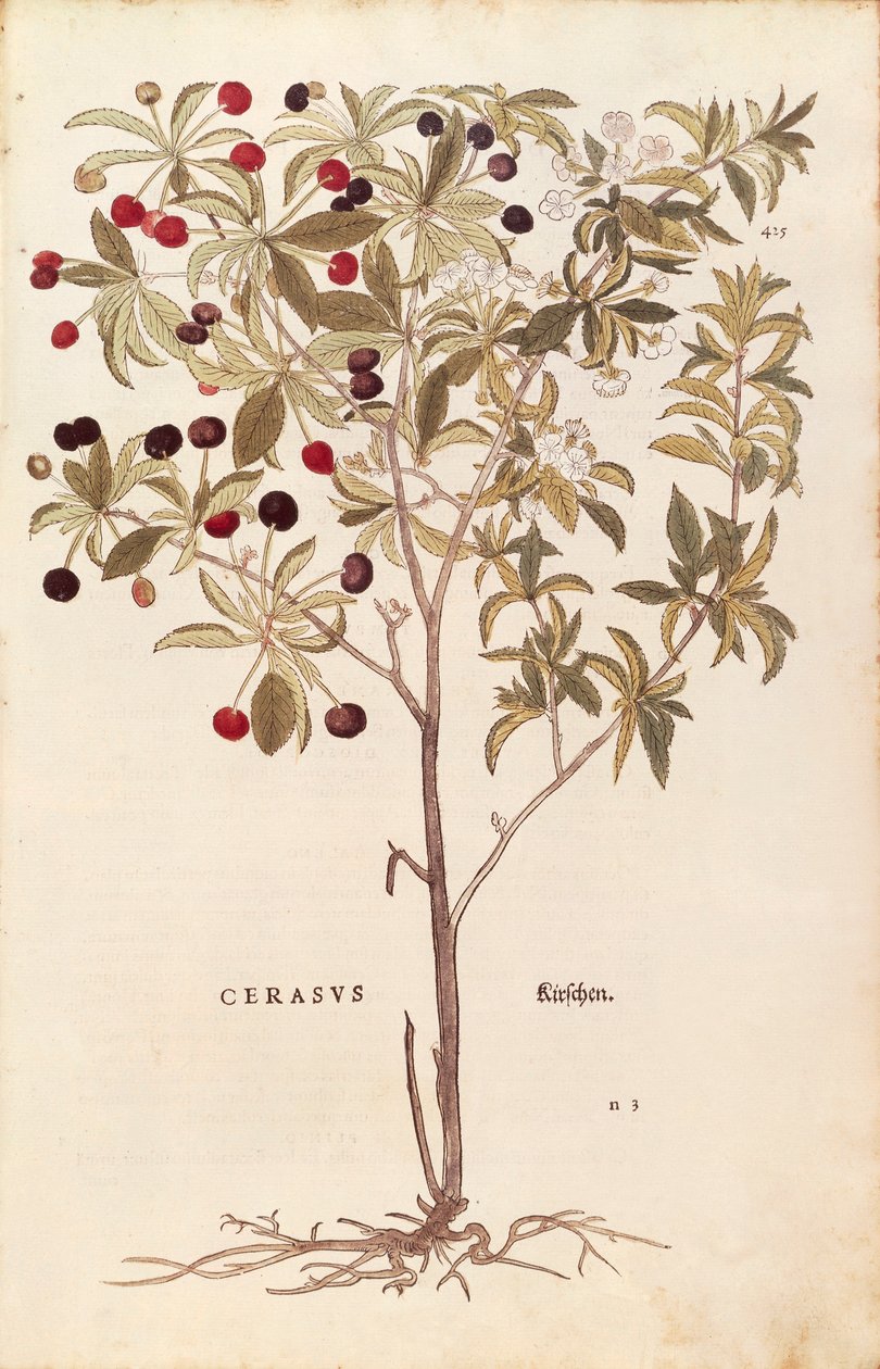 Cereja selvagem - Prunus avium (Cerasus) de Leonhart Fuchs de De historia stirpium commentarii insignes (Notable Commentaries on the History of Plants) gravura colorida de Leonhard Fuchs