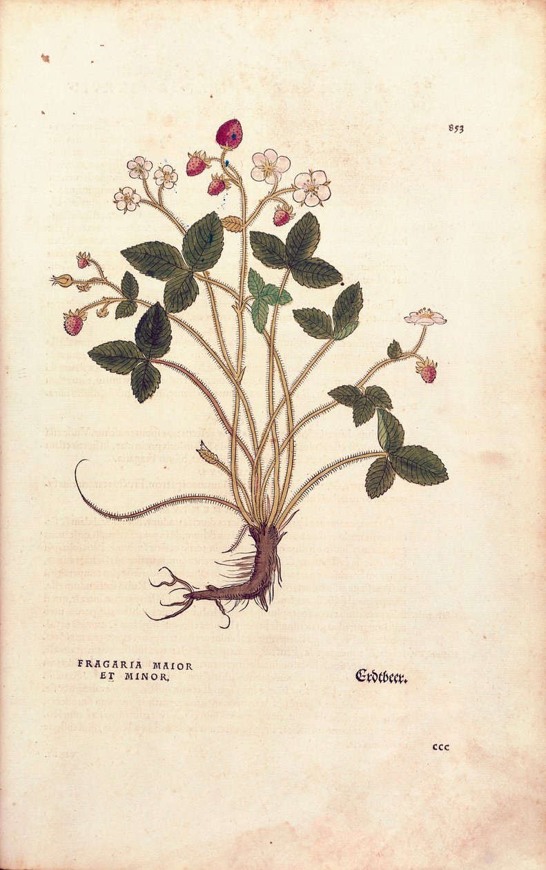 Woodland strawberry - Fragaria vesca (Fragaria maior et minor) de Leonhart Fuchs de De historia stirpium commentarii insignes (Notable Commentaries on the History of Plants), gravura colorida de Leonhard Fuchs