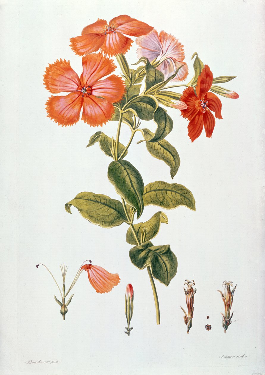 Lychnis coronaria, de "Thesaurus Botanicus", 1819 de Leopold Trattinick