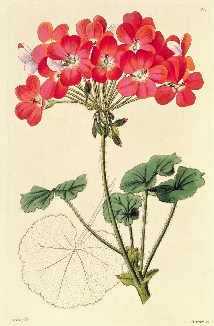 Pelargonium de `Novas espécies de Pelargonium &39;, c.1825-34 de Leopold Trattinick