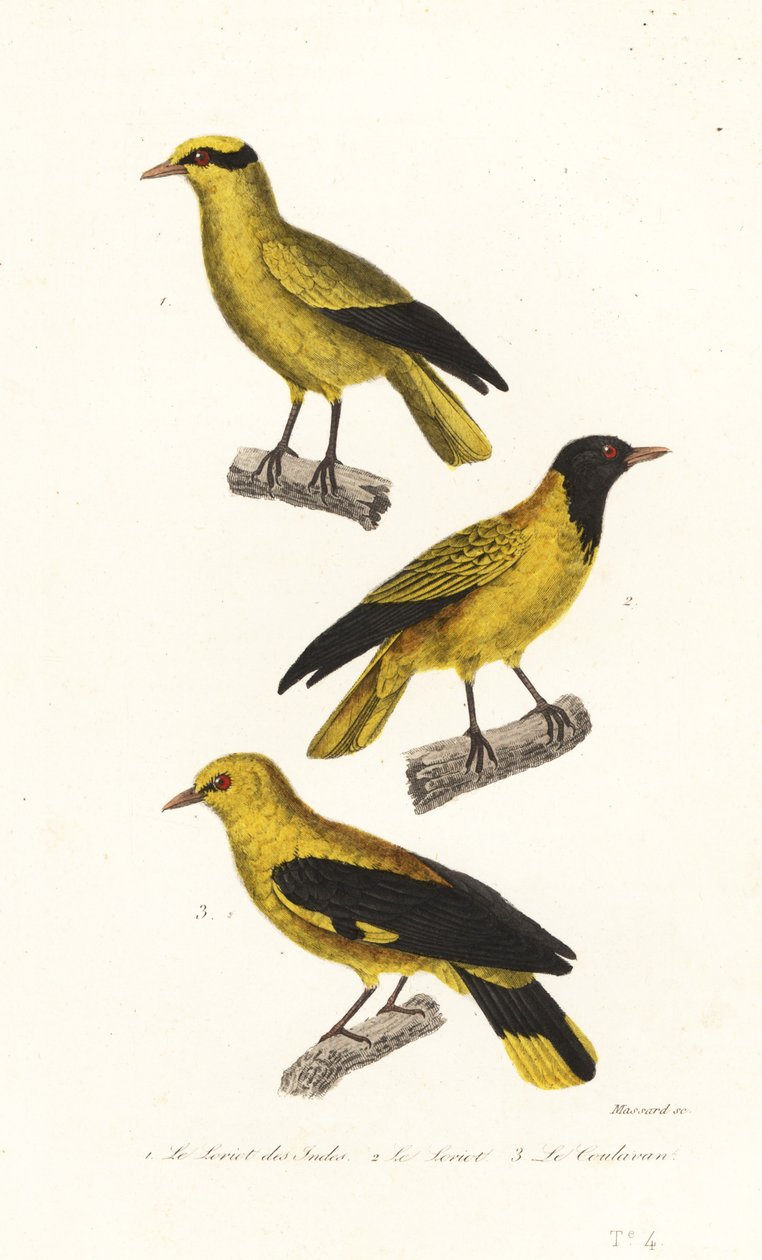 Espécies de Oriole. de Leopold Massard