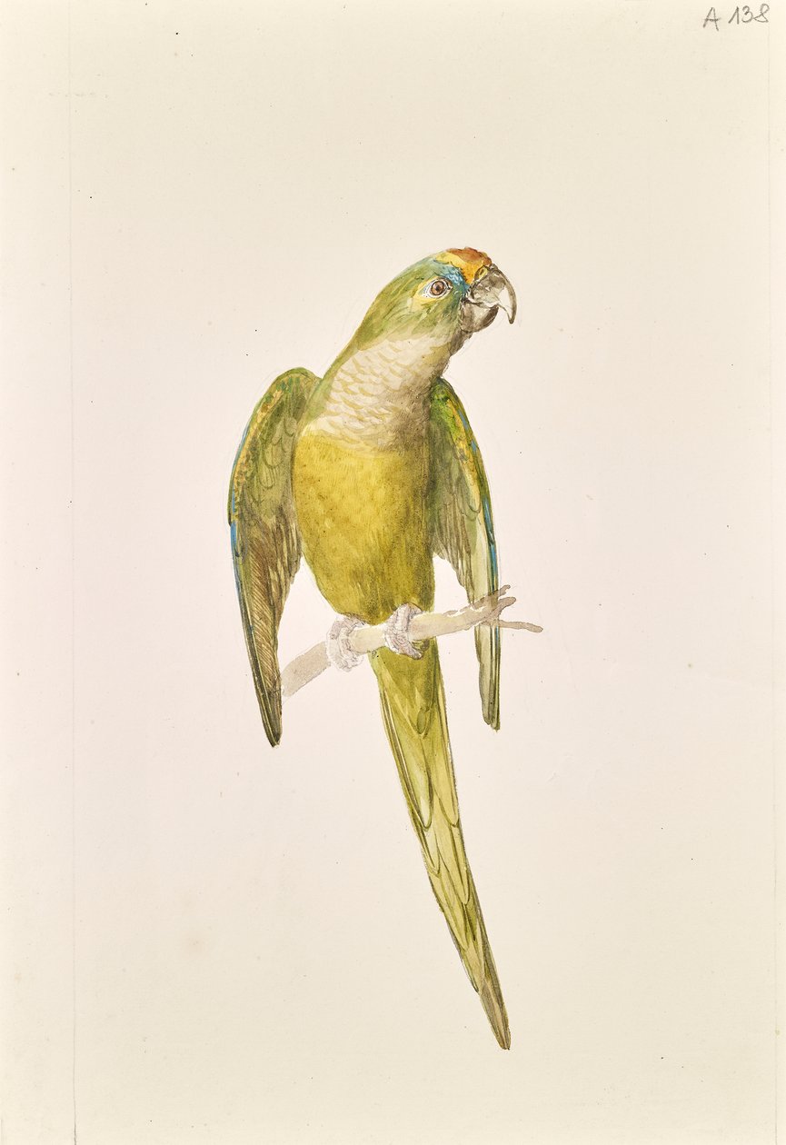Papagaio de Leopold von Stoll