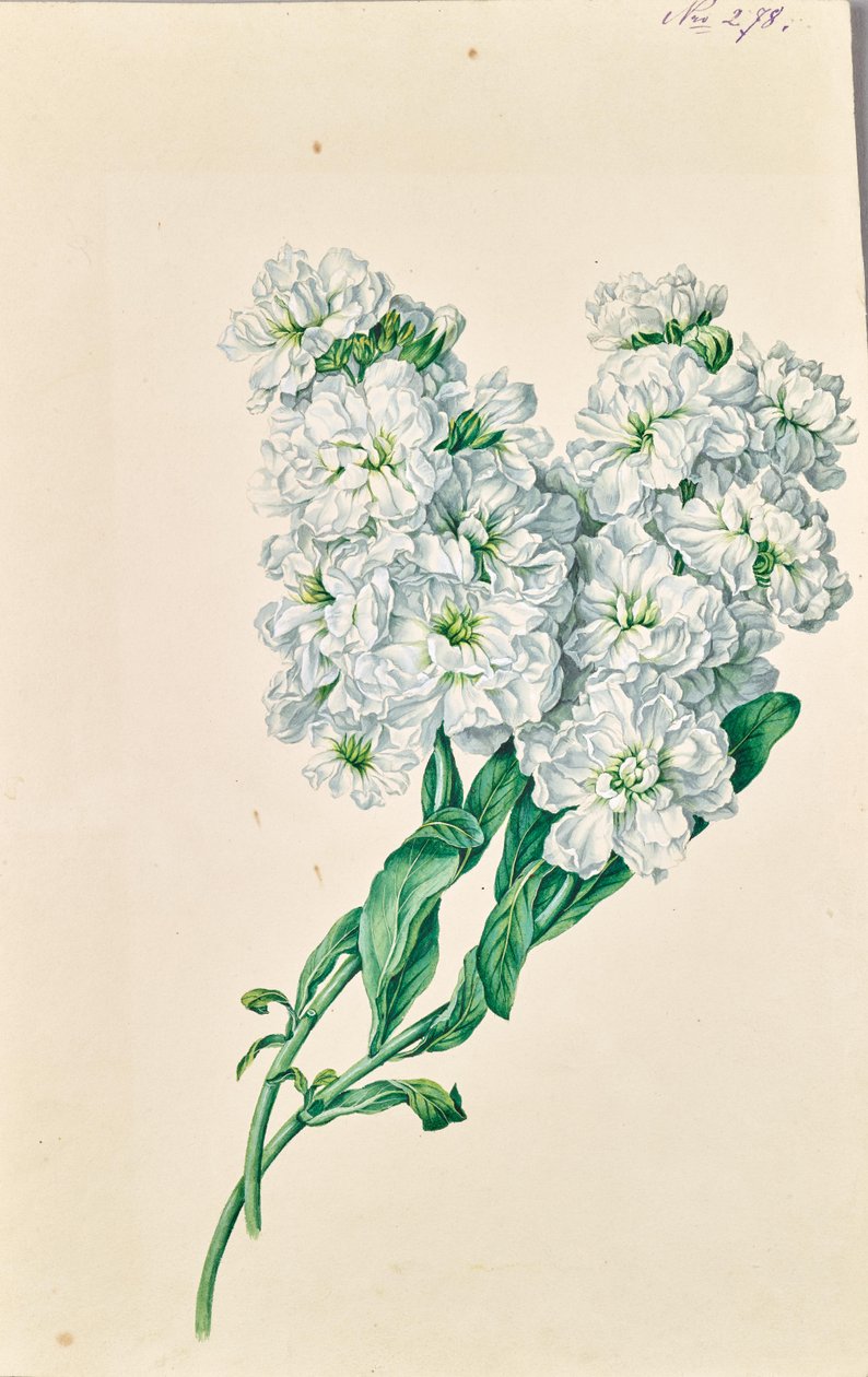 Flores brancas de Leopold von Stoll