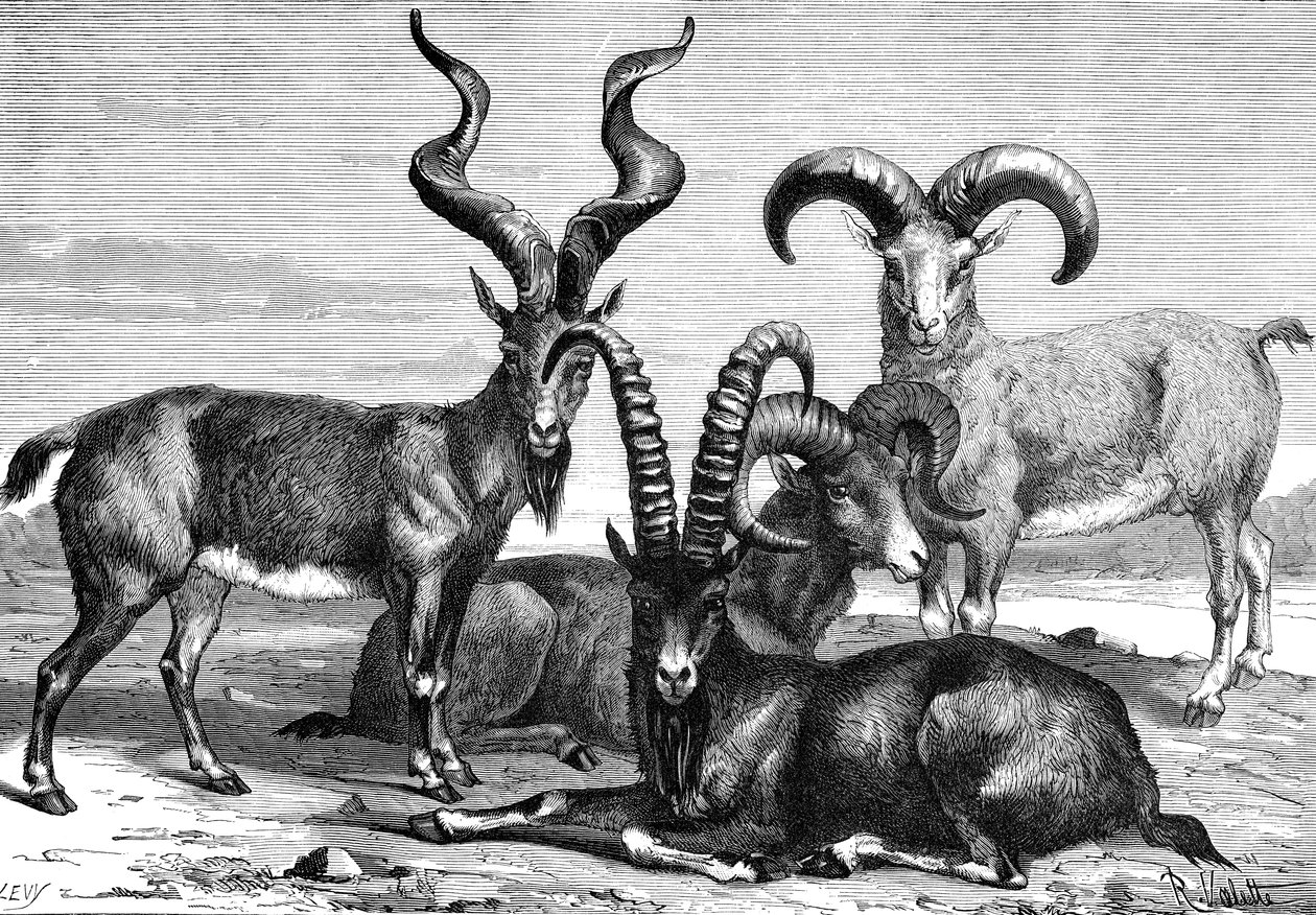 Ovelha de montanha e ibex, c1890 de Levy