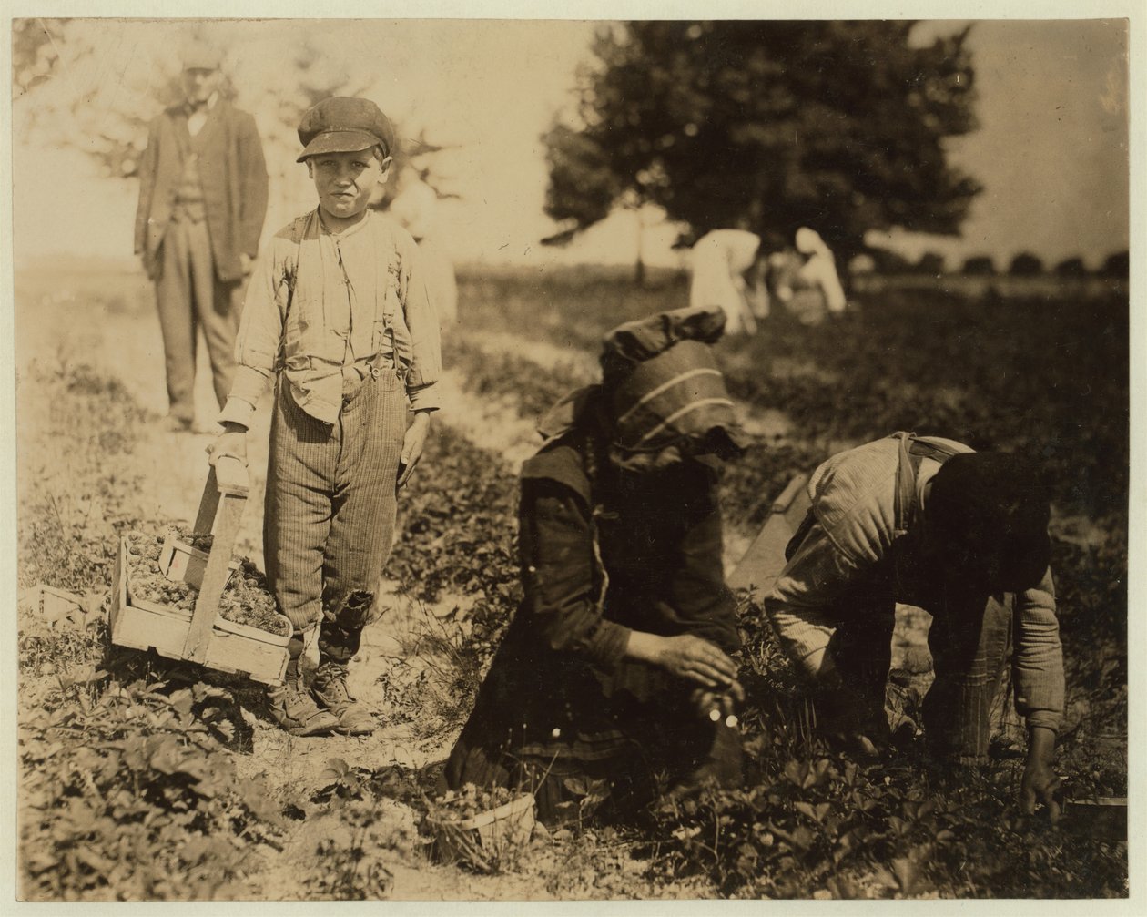 Pete Trombetta, 10 anos, colhendo frutas para uma 6ª temporada com sua irmã Mary, de 11 anos, que pega 100 litros por dia, e o irmão Salvatore Trombetta, de 14 anos, que pega 200 litros na Johnson&39;s Farm, Seafor de Lewis Wickes Hine