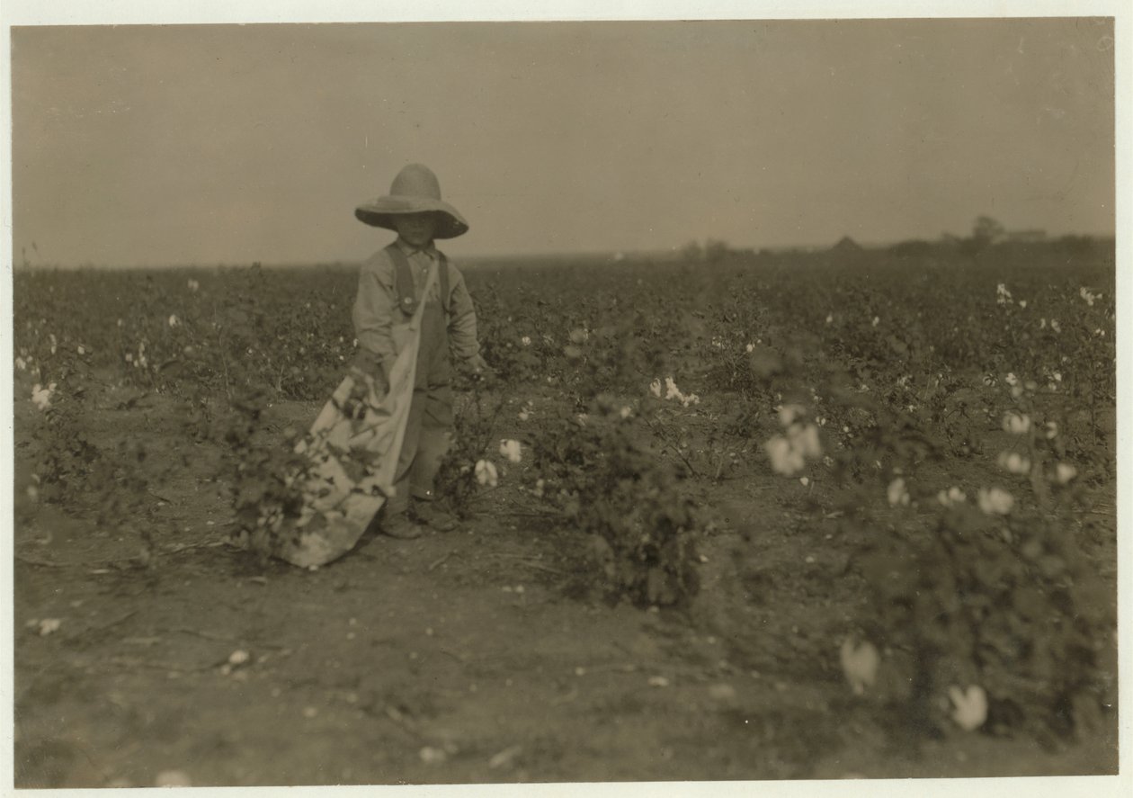 Willie Hesse, 5 anos, colhe 15 libras de algodão por dia na fazenda de 80 acres de seus pais, perto de West, Texas, 1913 de Lewis Wickes Hine