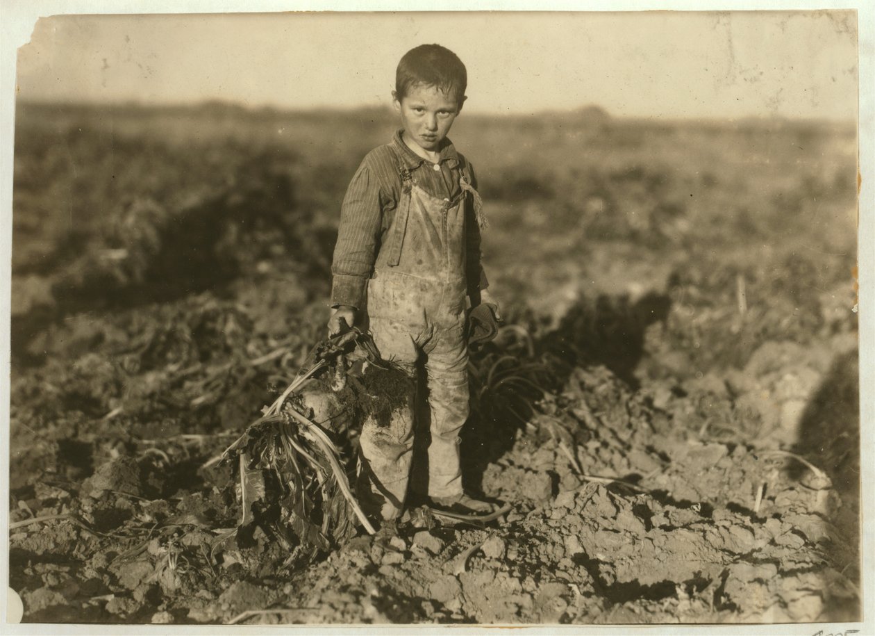 6 anos de idade, Jo puxando beterraba em uma fazenda perto de Sterling, Colorado, 1915 de Lewis Wickes Hine
