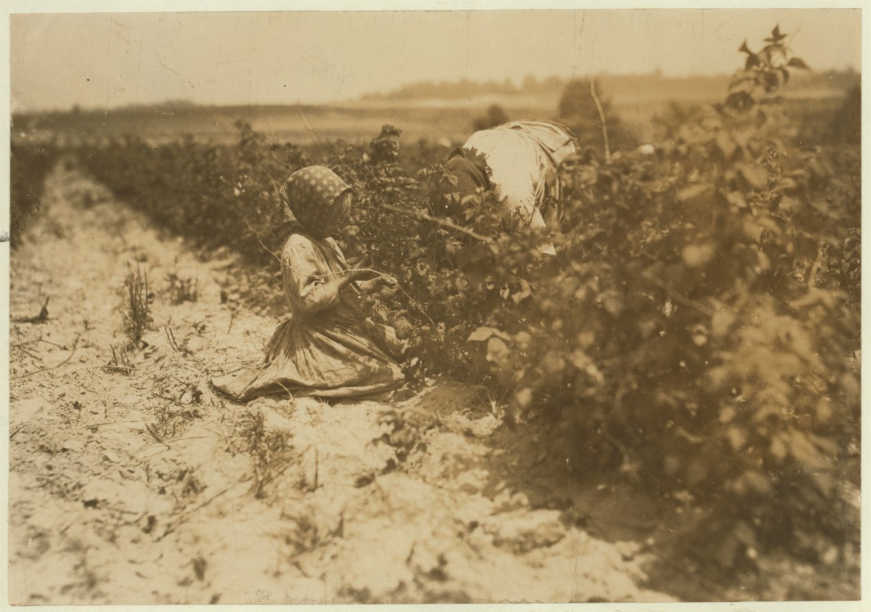 Uma menina polonesa de seis anos colhendo frutas o dia todo com sua família (Scholtz) em Rock Creek, perto de Baltimore, Maryland, 1909 de Lewis Wickes Hine