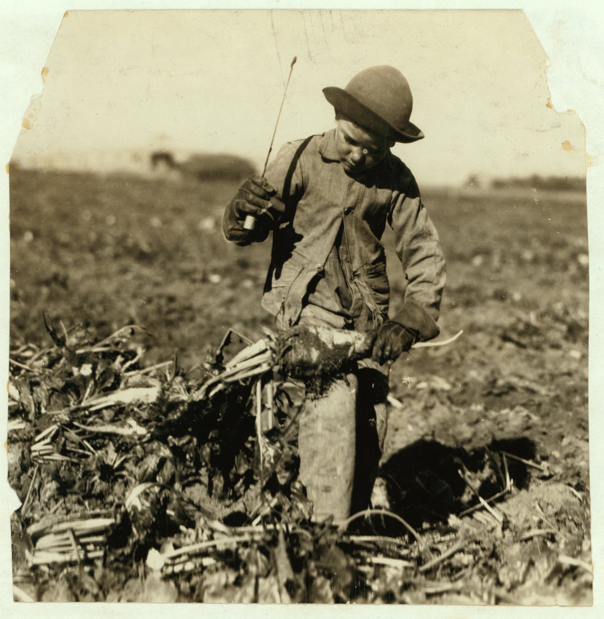 Alex Reiber, de 7 anos, continua no topo da beterraba sacarina após "enganchar" o joelho, perto de Sterling, Colorado, 1915 de Lewis Wickes Hine