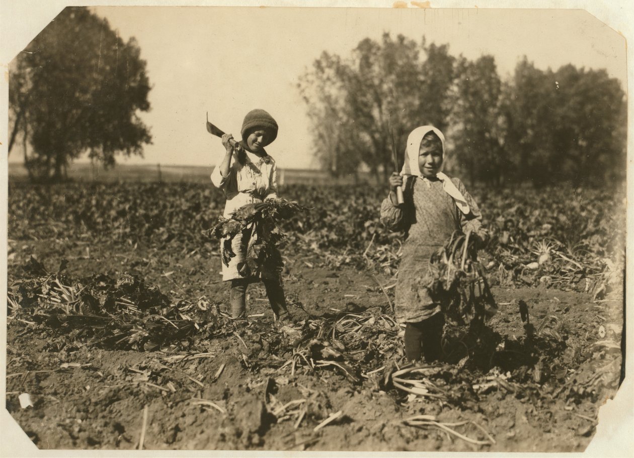 Amelia e Mary Luft, 9 e 12, cortando beterraba na fazenda perto de Sterling, Colorado, 1915 de Lewis Wickes Hine