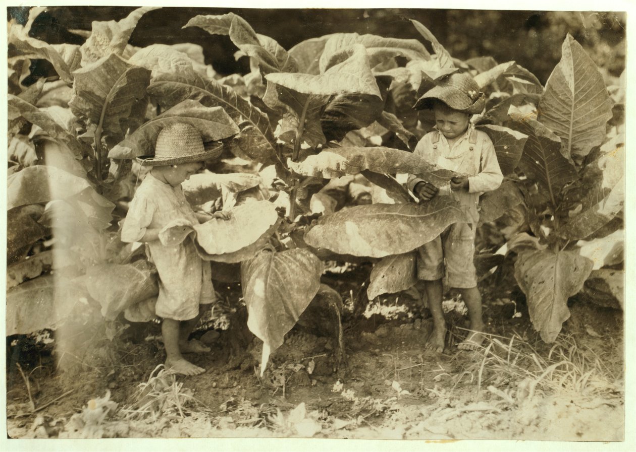 Amos 6 e Horace 4 plantas de tabaco de verme e ventosas durante todo o dia para seu pai John Neal no condado de Warren, Albaton, Kentucky, 1916 de Lewis Wickes Hine