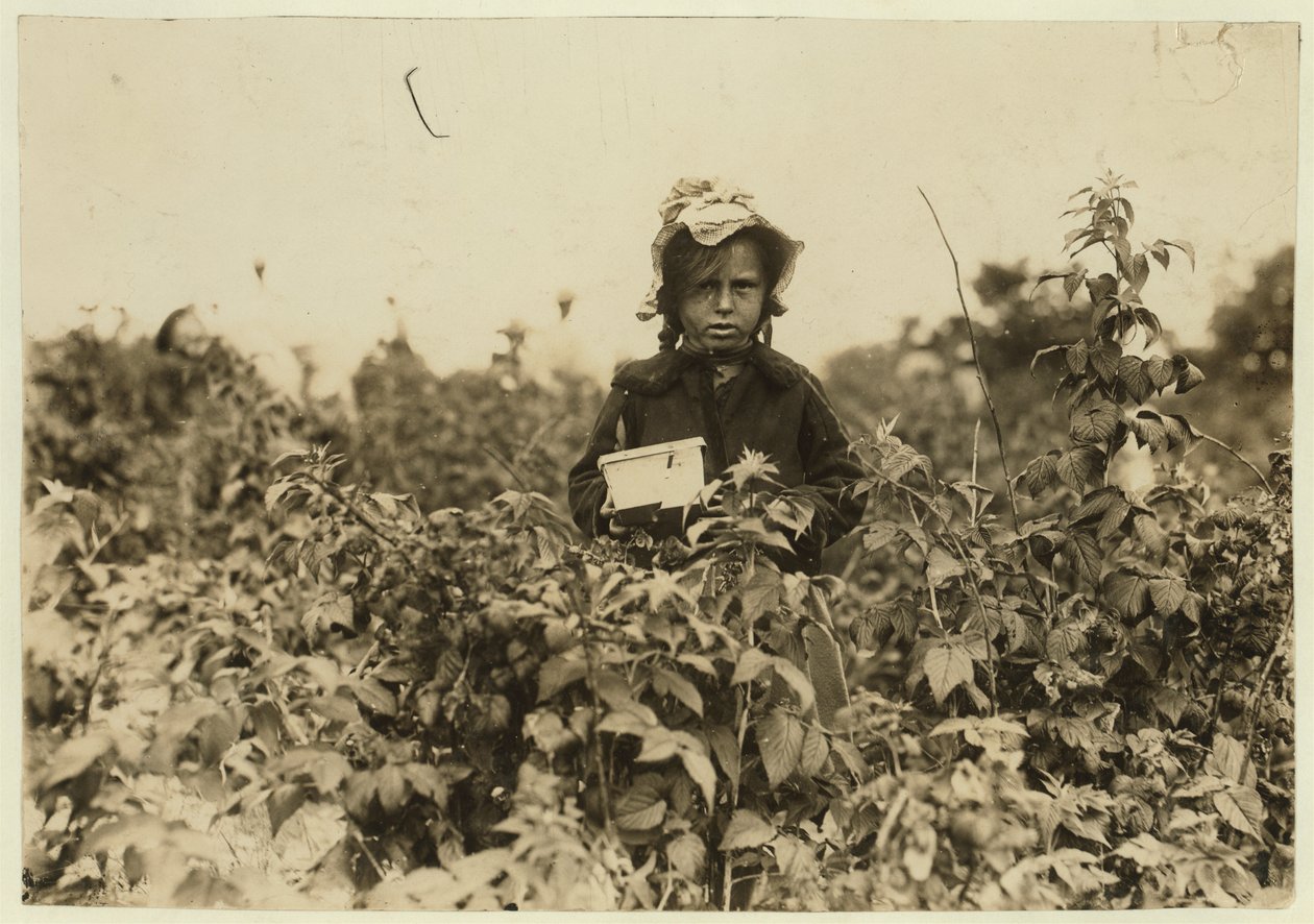 Annie Bissie colhendo bagas nos campos perto de Baltimore, Maryland, 1909 de Lewis Wickes Hine