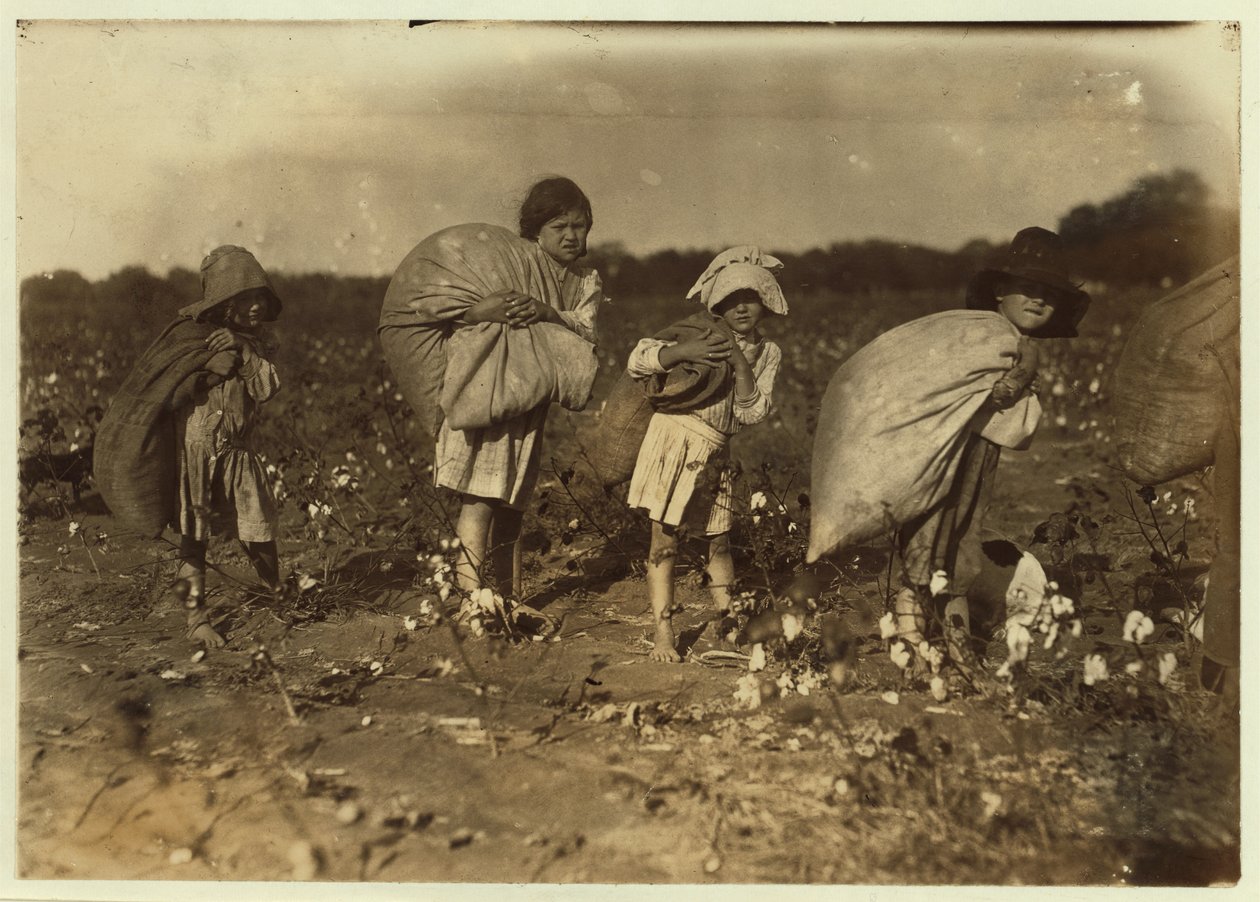 Edith 5 e Hughie 6 escolhem algodão o dia todo, Alton 7 escolhe 50 quilos e Ruth 9 escolhe 75, na fazenda de HM Lane, Bells, Texas, 1913 de Lewis Wickes Hine