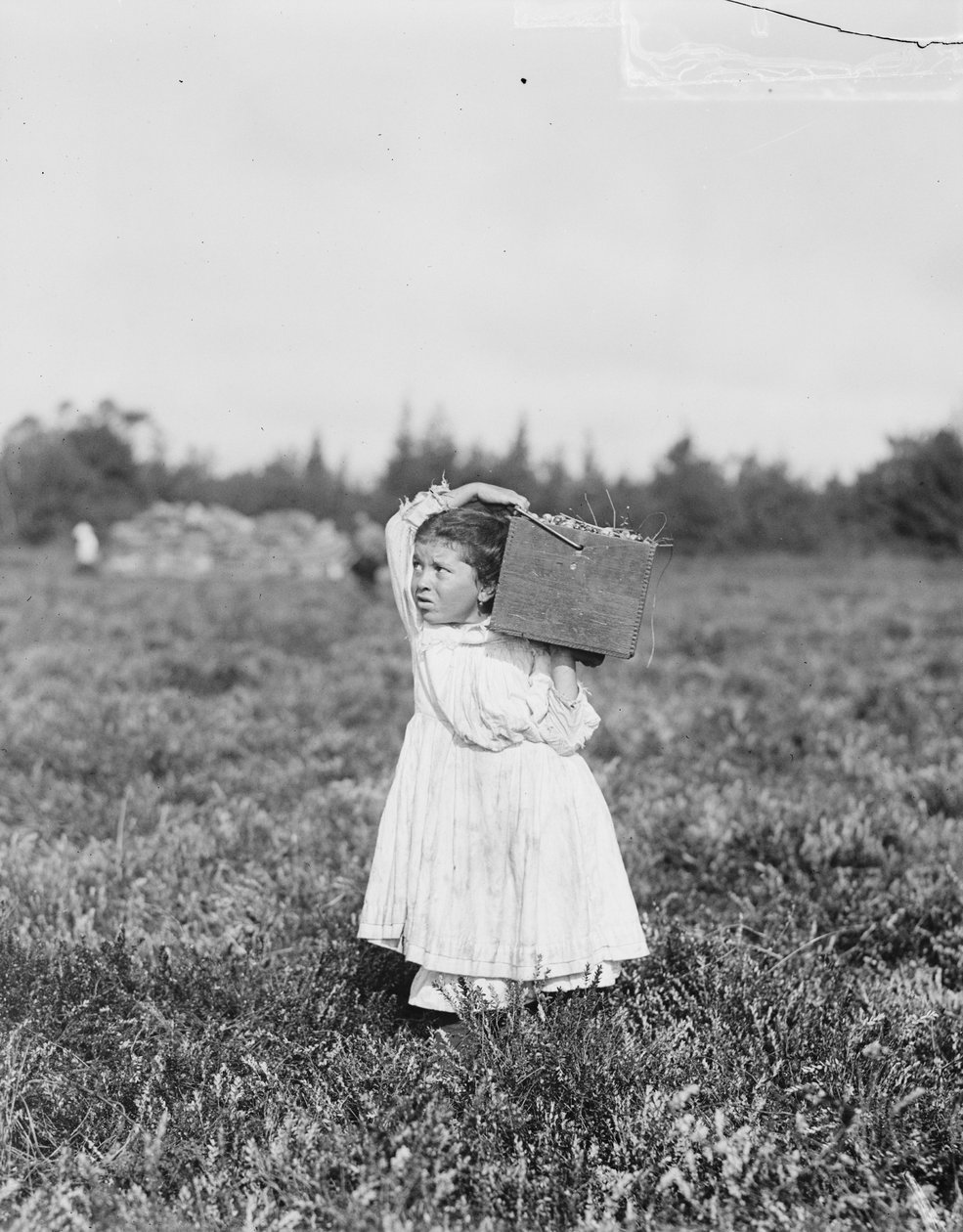 Oito anos de idade Jennie Camillo de Filadélfia colhendo cranberries em Bog Theodore Budd, Turkeytown, perto de Pemberton, Nova Jersey, 1910 de Lewis Wickes Hine